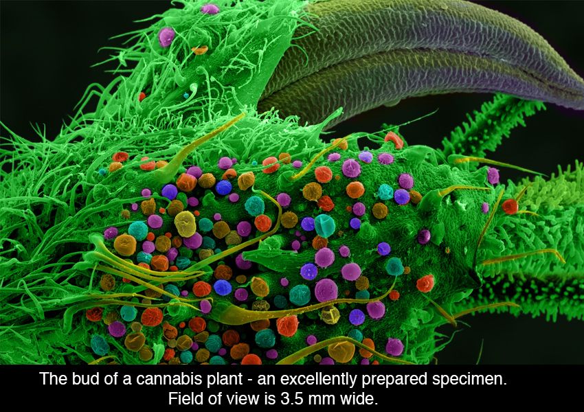 Cannabis Under The Microscope 3