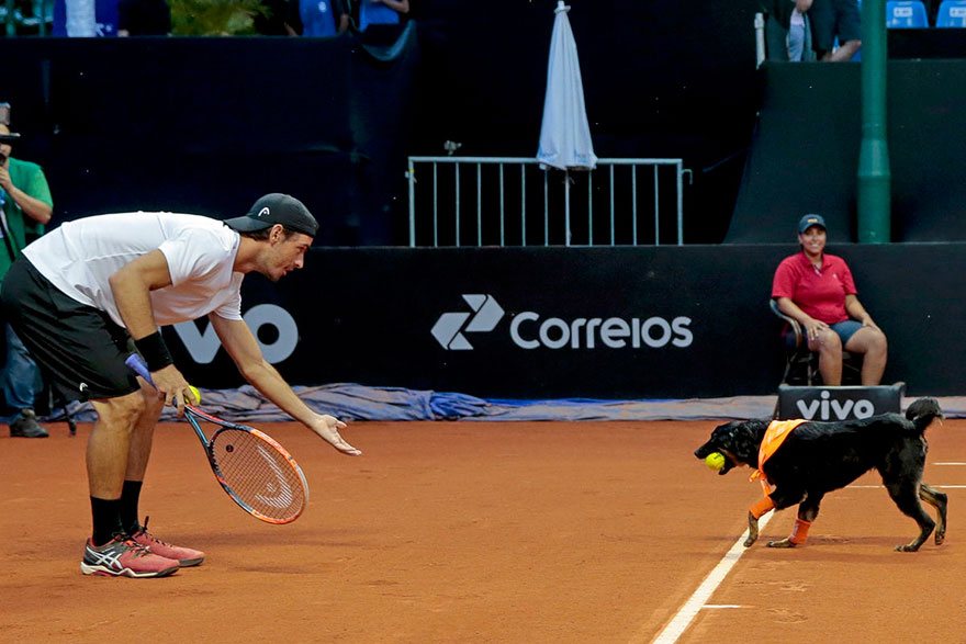 Brazil Open Tennis Tournament-ball-dogs-2