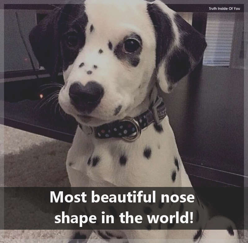 Most beautiful nose in the world!