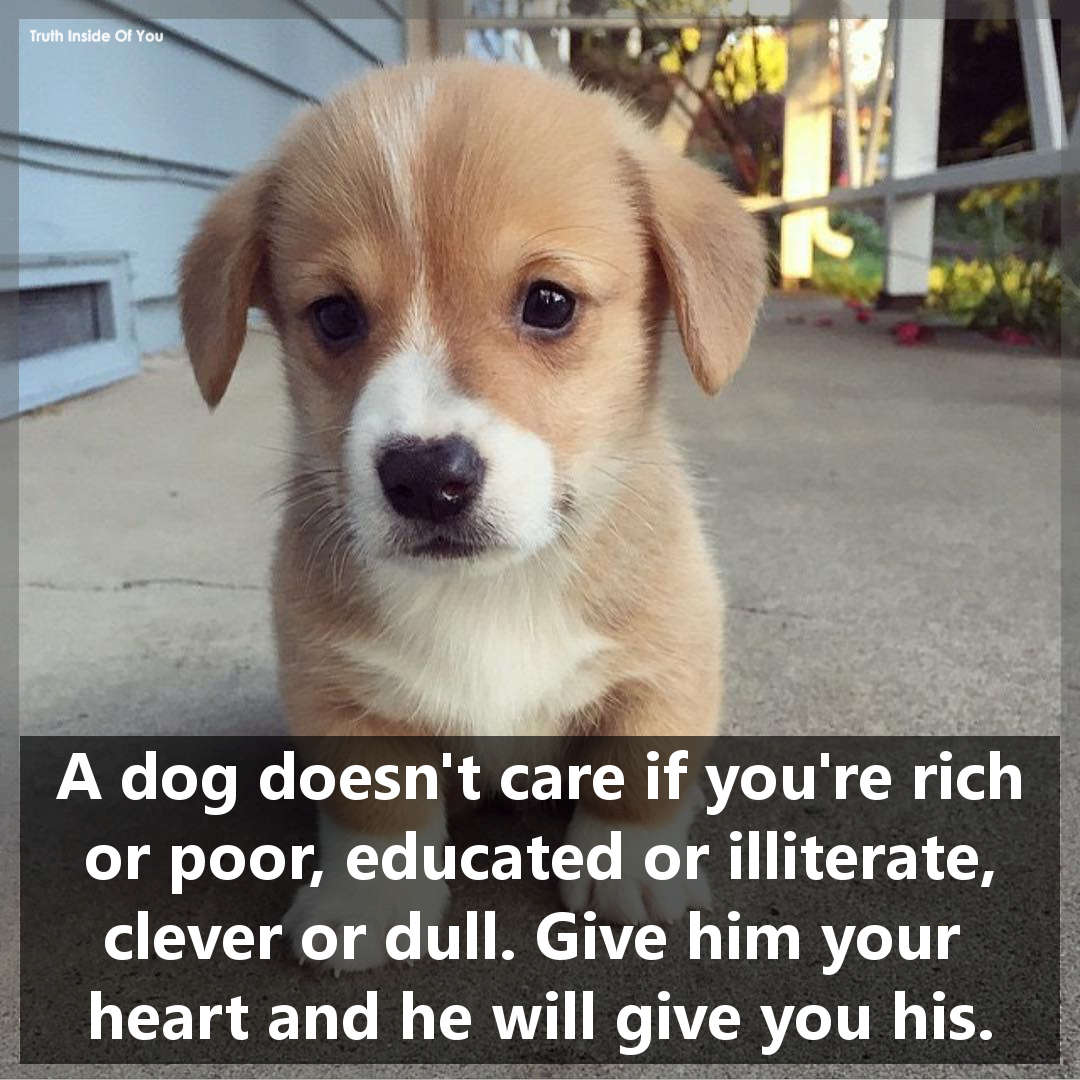 A dog doesn't care if you're rich or poor, educated or illiterate, clever or dull. Give him your heart and he will give you his.