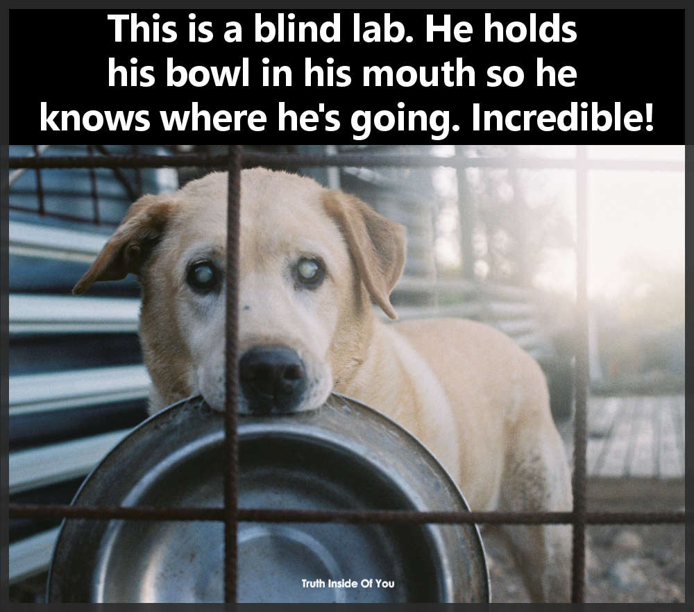 blind lab