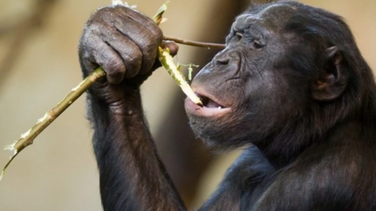 Bonobo Starts Fires