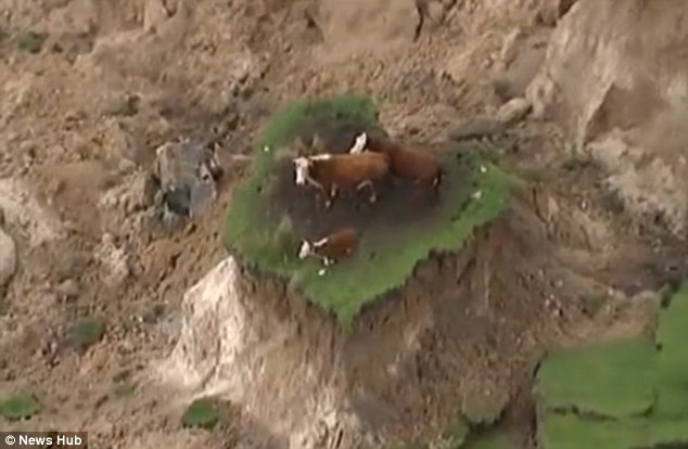 new-zealand-cows-clifftop