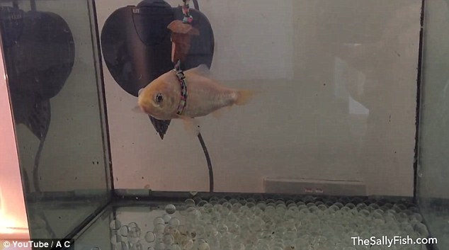 goldfish Sally