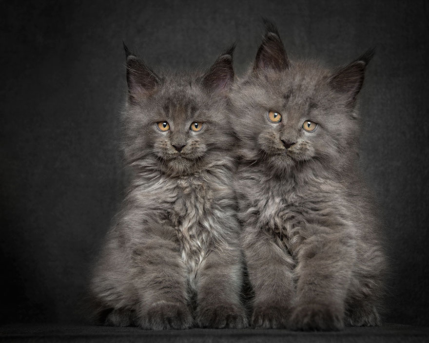 Maine Coons