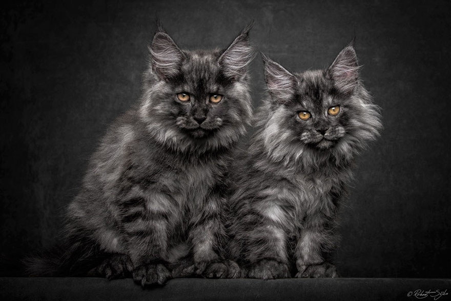 Maine Coons