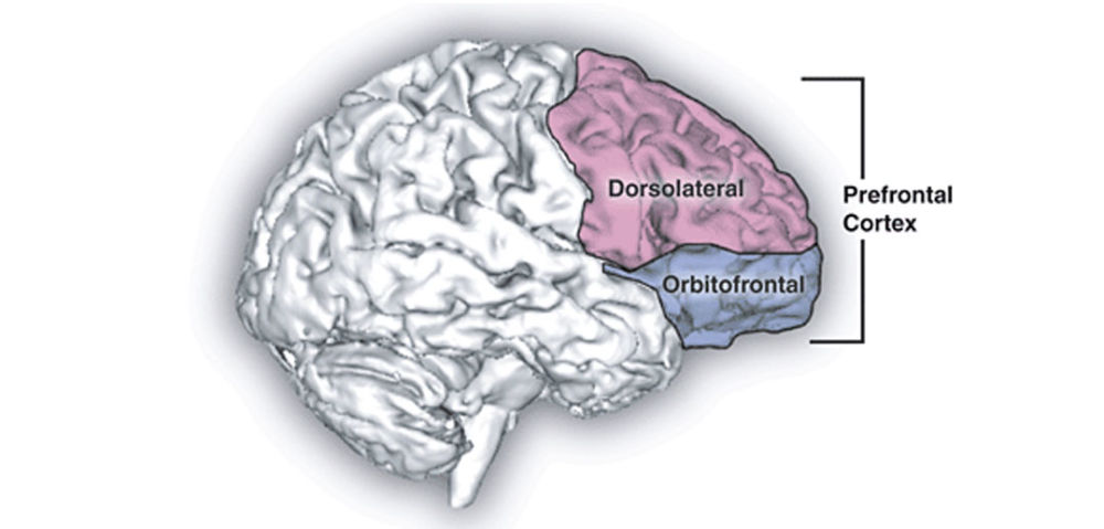 Prefrontal Cortex