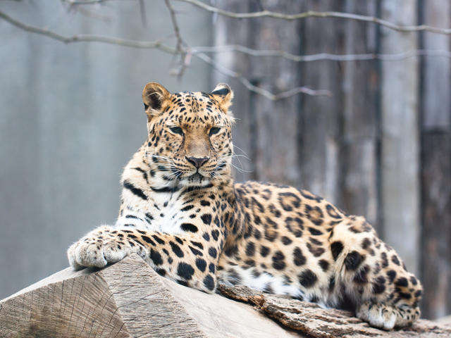 Amur Leopard