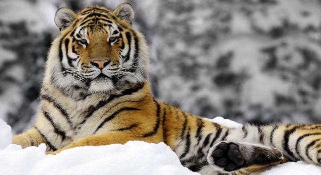 Siberian Tiger