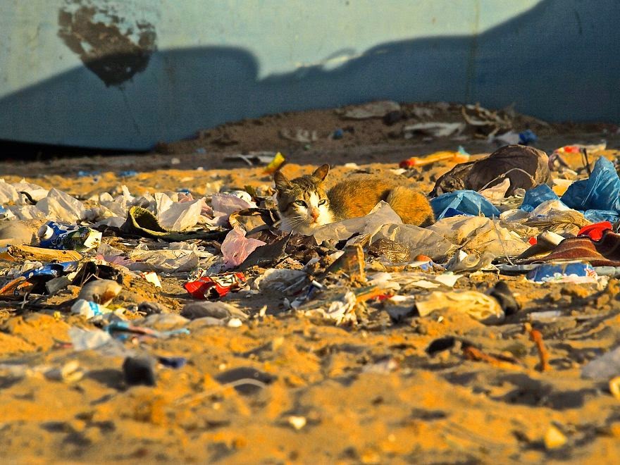 Cat Sunning In Trash
