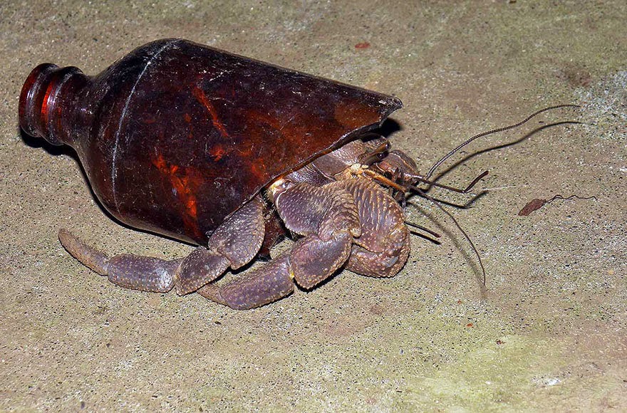 Crab Lives In An Old Bottle