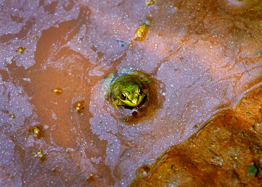 Frog In Polluted Water