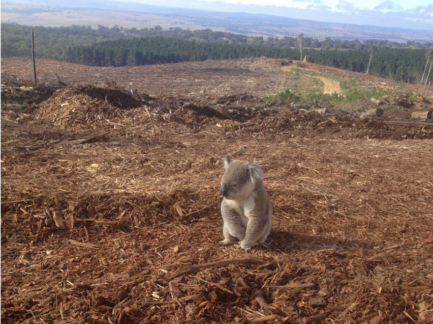 Homeless Koala