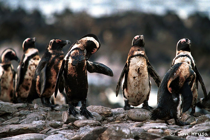 Oiled Penguins