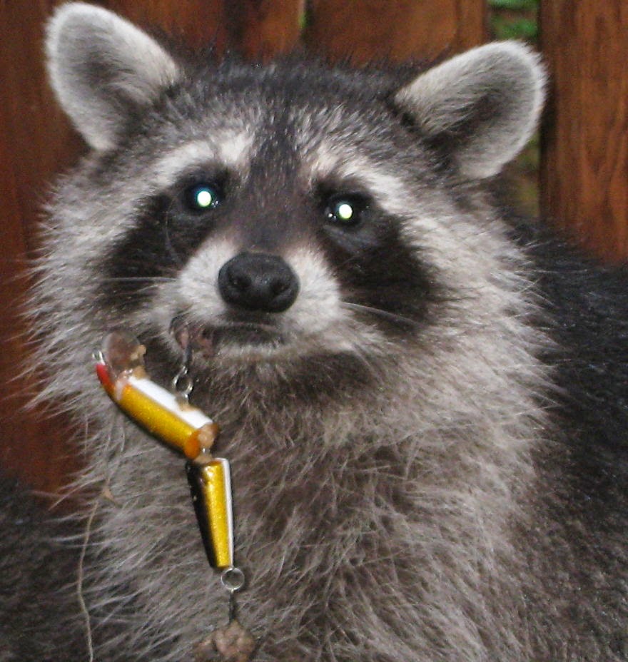 Raccoon With Fishing Lure