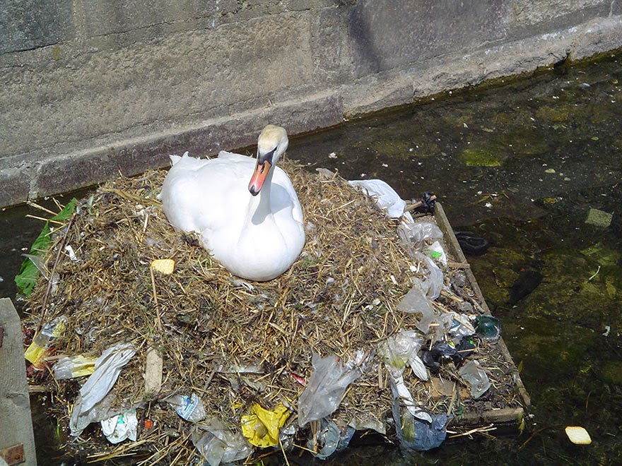 Swan Builds A Nest Using Plastic Garbage