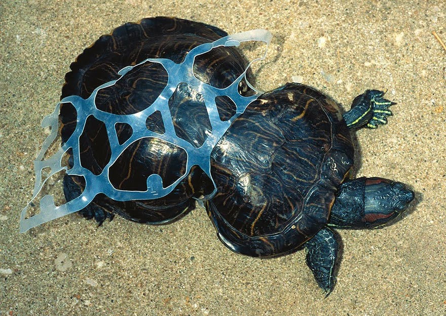 Tortoise Trapped In Plastic