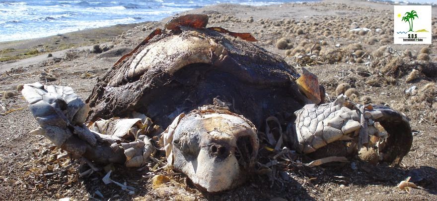 Turtle Population Killed