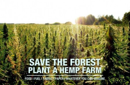 Farmers Begin Planting Hemp Under New Colorado Hemp Legalization.