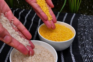 Golden_Rice-300x199