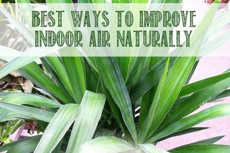 Air Purification, Best Plants to Grow Indoors.