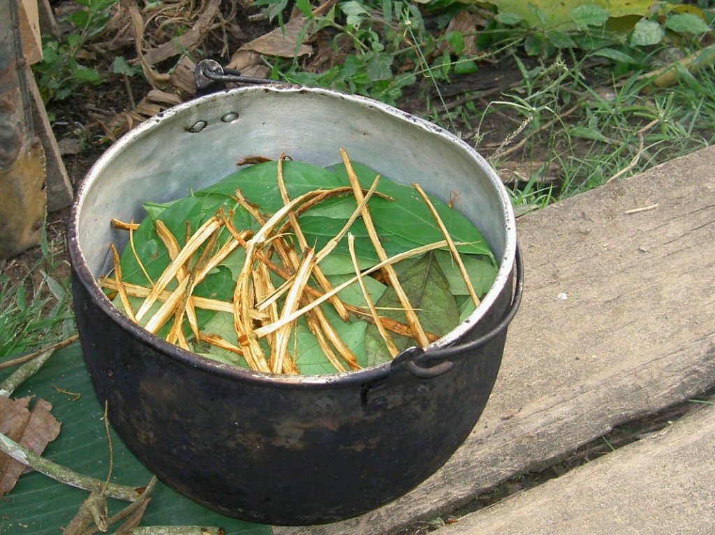 Ayahuasca_prep