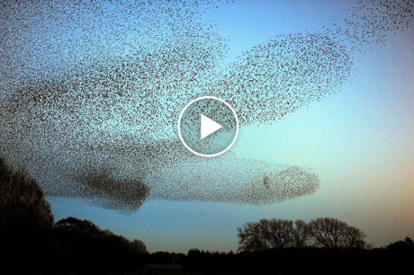 starlings_scotland