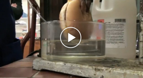 Cheeseburger in Hydrochloric Acid