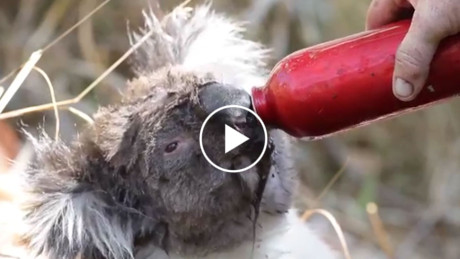 Koala-VIDEO-STILL