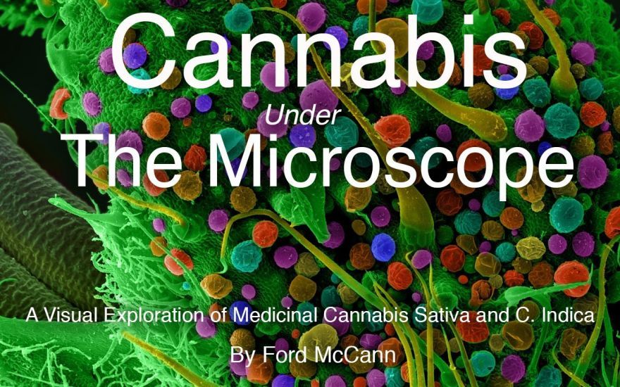 cannabis under the microscope