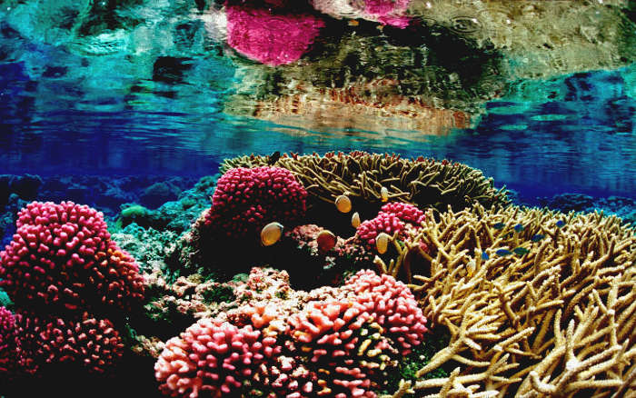 Persian Gulf's Coral Reefs