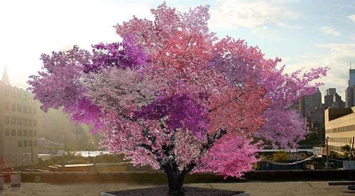 There Are Some Trees That Produce 40 Kinds Of Fruit Simultaneously.