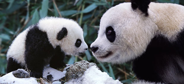 save pandas