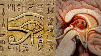 pineal gland