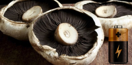 portabello mushroom energy