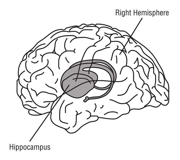 hippocampus