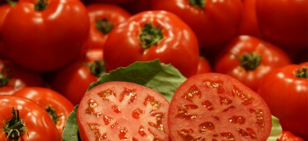 GMO-tomatoes