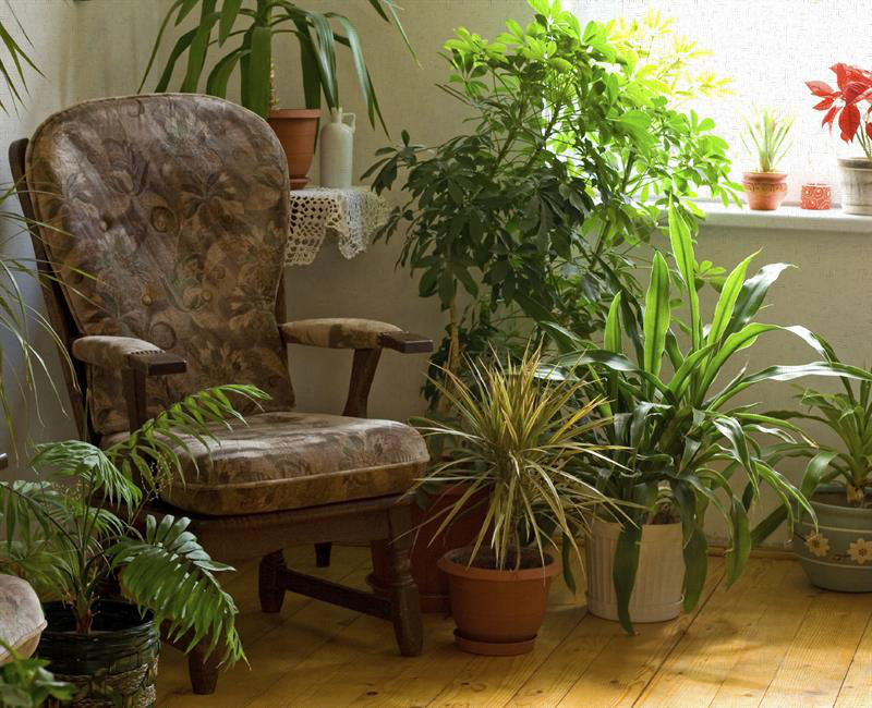 houseplants