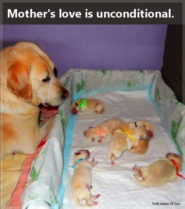 Mother's love is unconditional