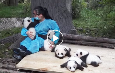 Hugging Baby Pandas
