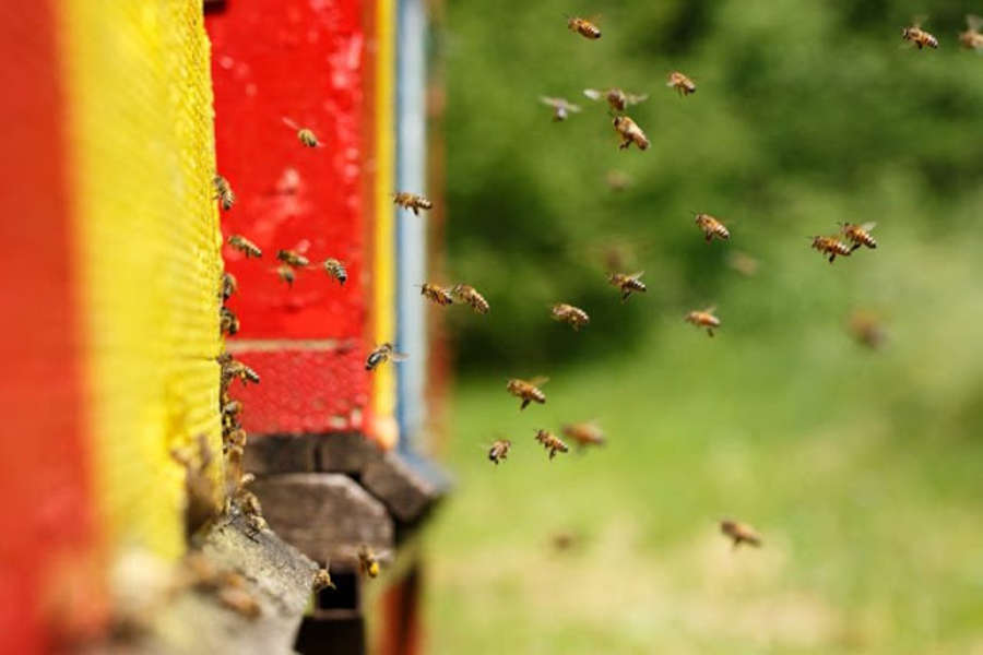 Ban Bee-Killing Pesticides