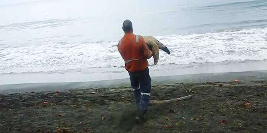 Man Buys Turtles From Food Market And Releases Them Back To The Sea.-1