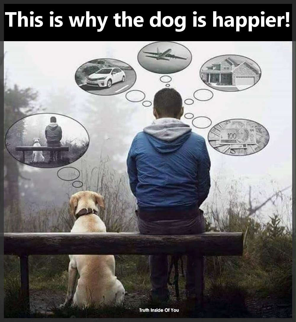 This is why the dog is happier!