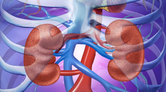 3 Herbs & 6 Foods You Can Use To Properly Cleanse Your Kidneys