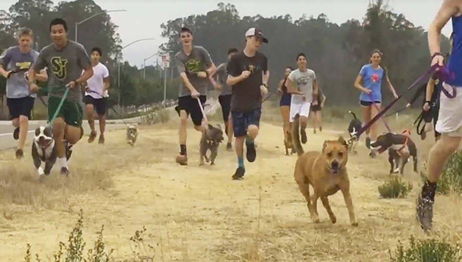 Cross-Country Team Takes Lonely Shelter Dogs On Their Morning Runs