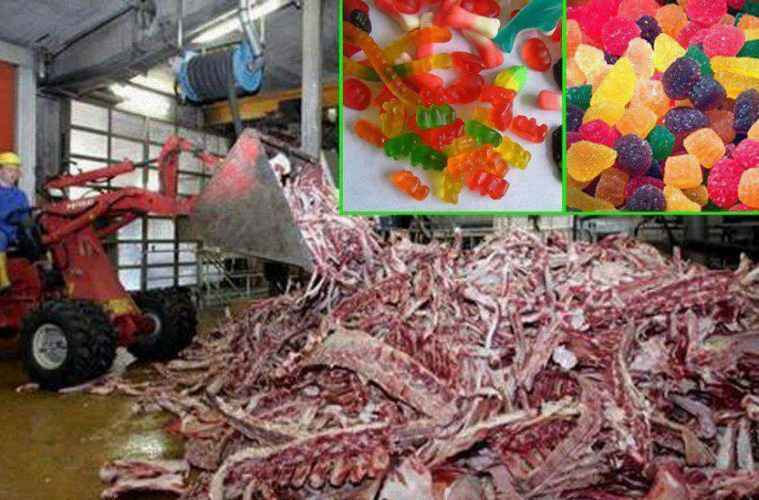 after-seeing-how-gummy-candies-are-really-made-youll-never-eat-them-again-disturbing-graphic