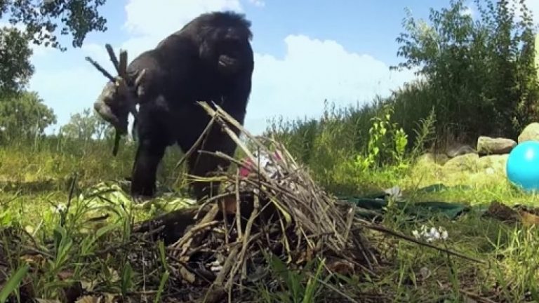 Bonobo Starts Fires
