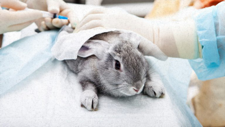 cosmetics_animal_testing