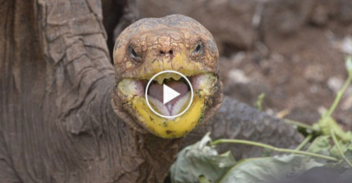 diego-a-giant-tortoise-who-fathered-800-children-and-rescued-the-genre-from-demise-2