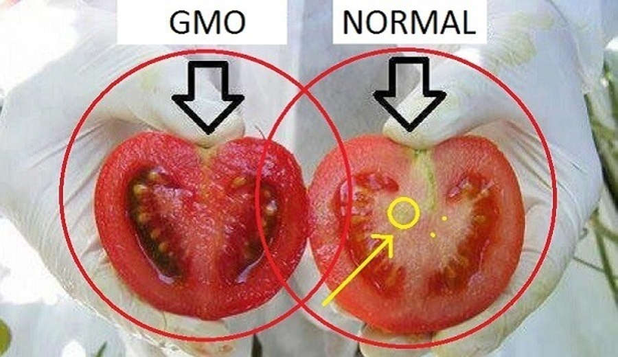 GMO Eating